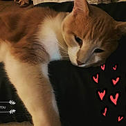 Tigrou a rejoint le concours — aidez-le/la à gagner de superbes lots ! aegean_cat, cat, cat_like_mammal, domestic_short_haired_cat, fur, kitten, photo_caption, small_to_medium_sized_cats, snout, whiskers