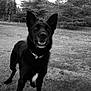 Tigrou a rejoint le concours — aidez-le/la à gagner de superbes lots ! black, black_and_white, dog, dog_breed, dog_breed_group, dog_like_mammal, karelian_bear_dog, mammal, monochrome, monochrome_photography, schipperke, snout
