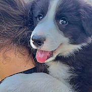 Caline a rejoint le concours — aidez-le/la à gagner de superbes lots ! puppy, dog, black_and_white, fur, tongue, happy, close_up, outdoor, sky, person, shoulder, pet, cute, animal, young, face, expression, holding, cuddly, playful