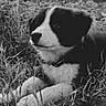 Caline participe au concours pour gagner de l'argent avec cette photo : puppy, dog, grass, outdoor, black_and_white, animal, canine, nature, collar, leash, portrait, young, pet, field, resting, cute, fur, ears, snout, quiet