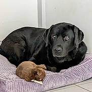 Akira a rejoint le concours — aidez-le/la à gagner de superbes lots ! dog, puppy, black_dog, small_dog, pet_bed, purple_cushion, indoor, floor_tiles, resting, companion, animal, cute, fur, canine, domestic_animal, two_dogs, relaxed, close_up, portrait, quiet