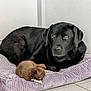 dog, puppy, black_dog, small_dog, pet_bed, purple_cushion, indoor, floor_tiles, resting, companion, animal, cute, fur, canine, domestic_animal, two_dogs, relaxed, close_up, portrait, quiet