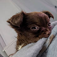 Abby a rejoint le concours — aidez-le/la à gagner de superbes lots ! puppy, dog, brown, close_up, blanket, cozy, sleepy, pet, fur, cute, young, indoors, resting, soft, warm, animal, face, snuggle, portrait, relaxing