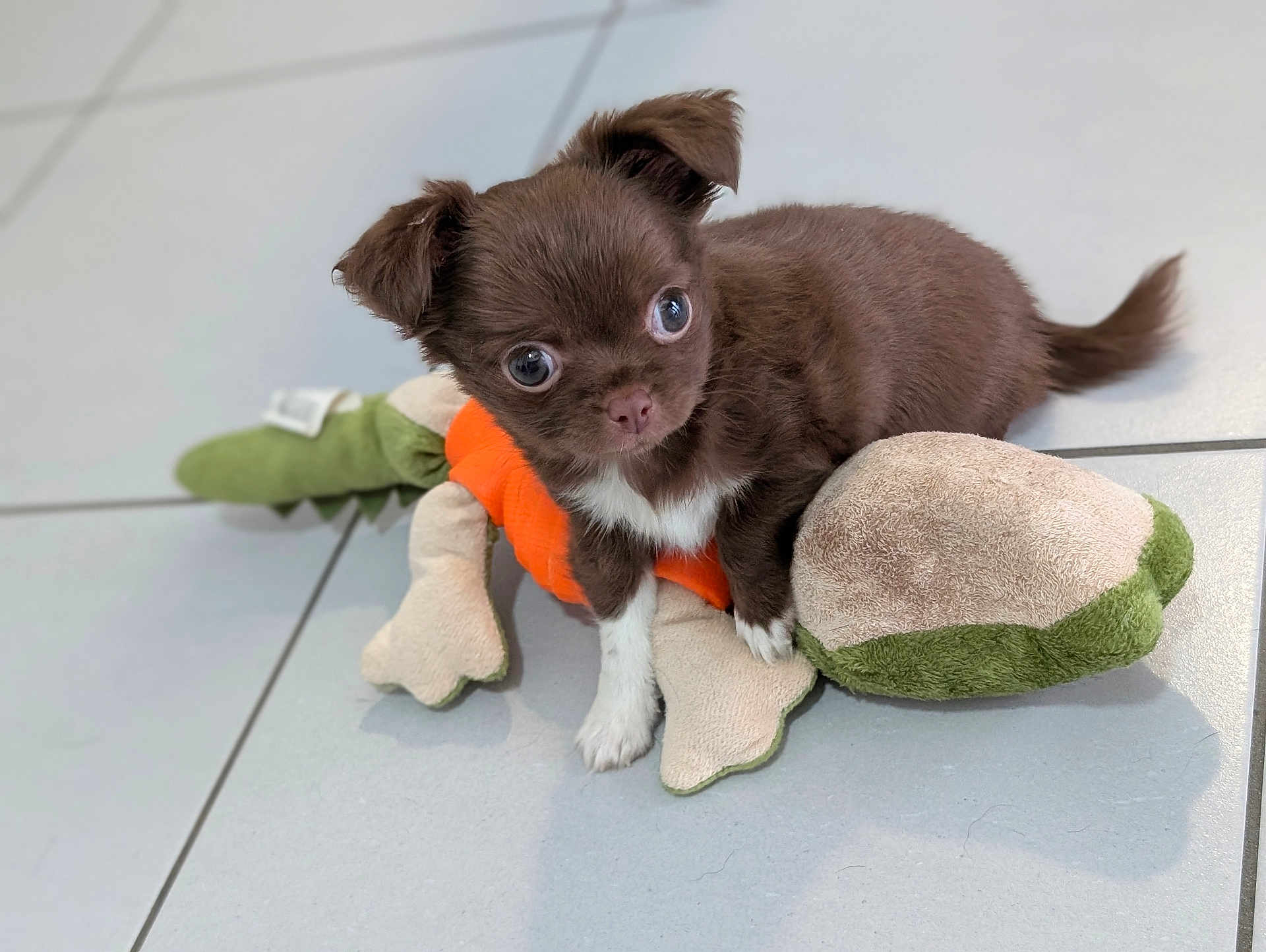 Abby participe au concours pour gagner de l'argent avec cette photo : puppy, dog, toy, plush_toy, carrot, brown, white_patch, floor, tile, cute, small, pet, indoor, animal, young, fur, ears, tail, paw, wide_eyes