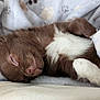 Abby participe au concours pour gagner de l'argent avec cette photo : puppy, sleeping, brown, white, fur, blanket, paw_prints, cute, pet, animal, cozy, resting, indoors, closeup, soft, young, adorable, snuggle, nap, domestic