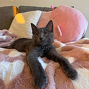 Ollie joined the competition — help win amazing prizes! kitten, gray_cat, stretching, plush_blanket, indoor, cozy, stuffed_animal, pillow, feline, pet, cute, relaxed, animal, soft_texture, collar, domestic_cat, yellow_eyes, resting, home, comfort