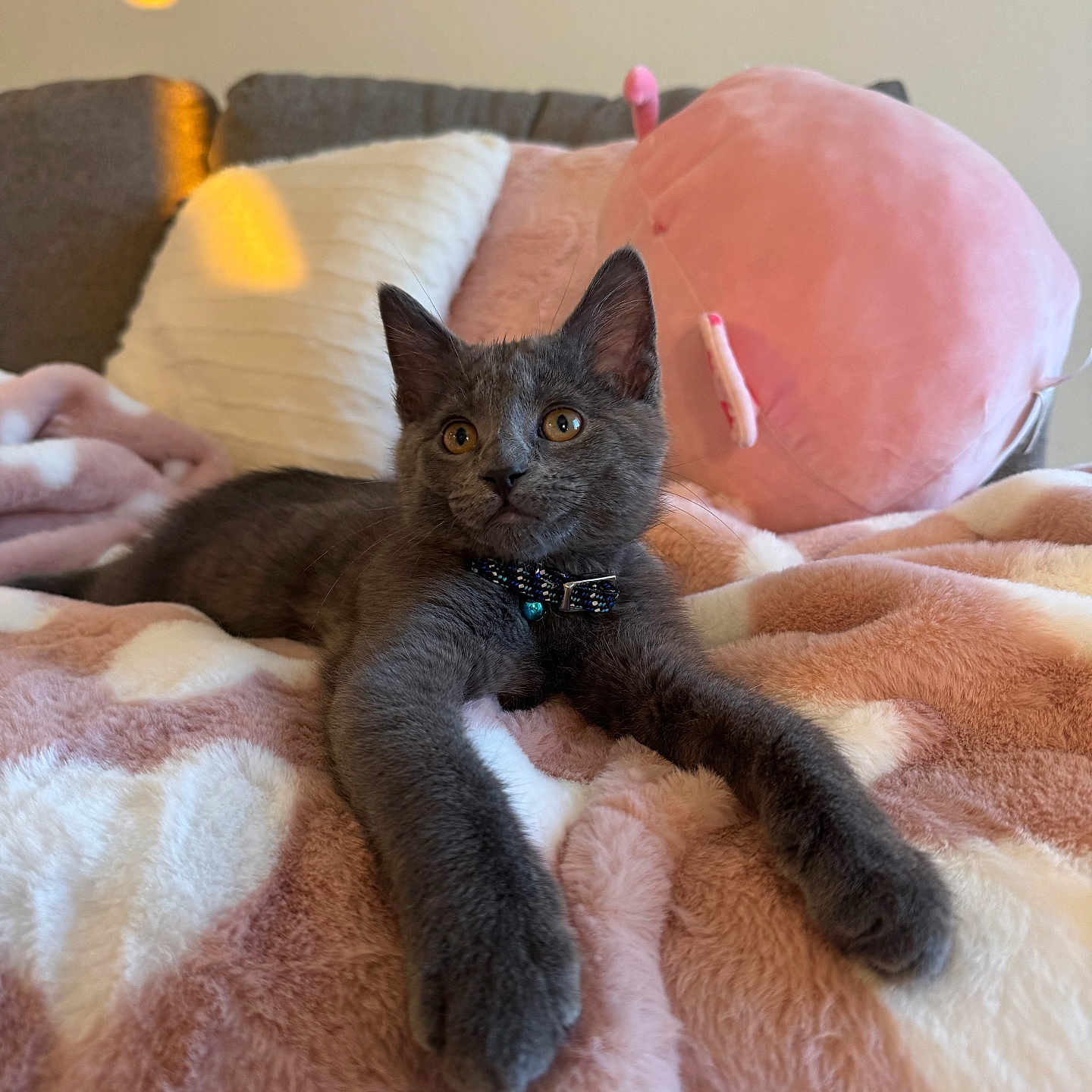 Ollie joined the competition — help win amazing prizes! kitten, gray_cat, stretching, plush_blanket, indoor, cozy, stuffed_animal, pillow, feline, pet, cute, relaxed, animal, soft_texture, collar, domestic_cat, yellow_eyes, resting, home, comfort