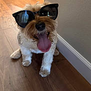 Lucy La Dona Severe joined the competition — help win amazing prizes! dog, puppy, sunglasses, fluffy, small_dog, tongue, sitting, portrait, indoors, wooden_floor, wall, pet, canine, funny, cute, fashion, accessory, brown_and_white, close_up, playful