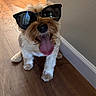 dog, puppy, sunglasses, fluffy, small_dog, tongue, sitting, portrait, indoors, wooden_floor, wall, pet, canine, funny, cute, fashion, accessory, brown_and_white, close_up, playful