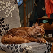 Hugo is registered to the contest to win money with this photo: animal, cat, chair, cozy, domestic, ears, feline, focus, fur, home, indoor, orange_tabby, patterned_fabric, paws, pet, relaxed, resting, tail, whiskers, wooden_furniture