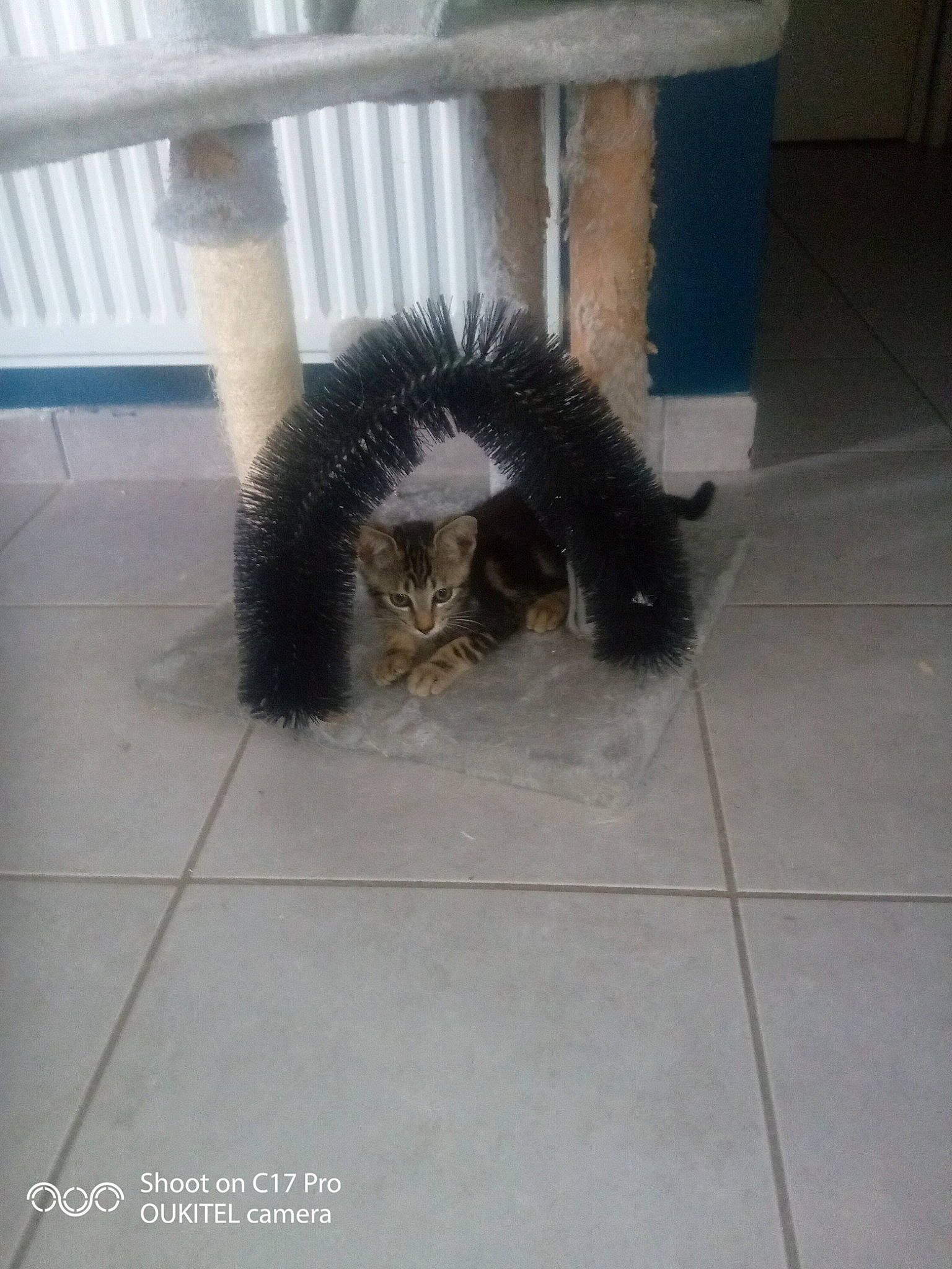 Sparkle participe au concours pour gagner de l'argent avec cette photo : black_cat, canidae, carnivore, cat, claw, dog_breed, domestic_short_haired_cat, felidae, floor, flooring, fur, grey, road_surface, rodent, small_to_medium_sized_cats, snout, sporting_group, tail, terrestrial_animal, whiskers