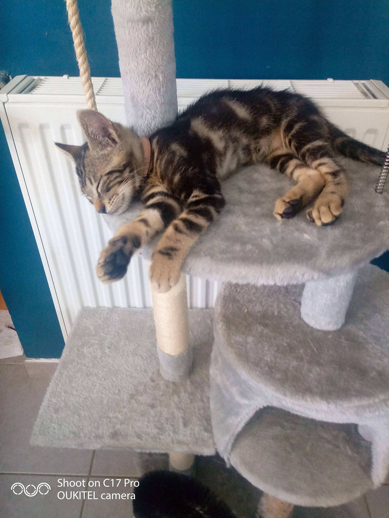 Sparkle participe au concours pour gagner de l'argent avec cette photo : blue, carnivore, cat, cat_supply, claw, domestic_short_haired_cat, felidae, flooring, fur, paw, pedestal, small_to_medium_sized_cats, snout, tail, terrestrial_animal, tree, whiskers, wood