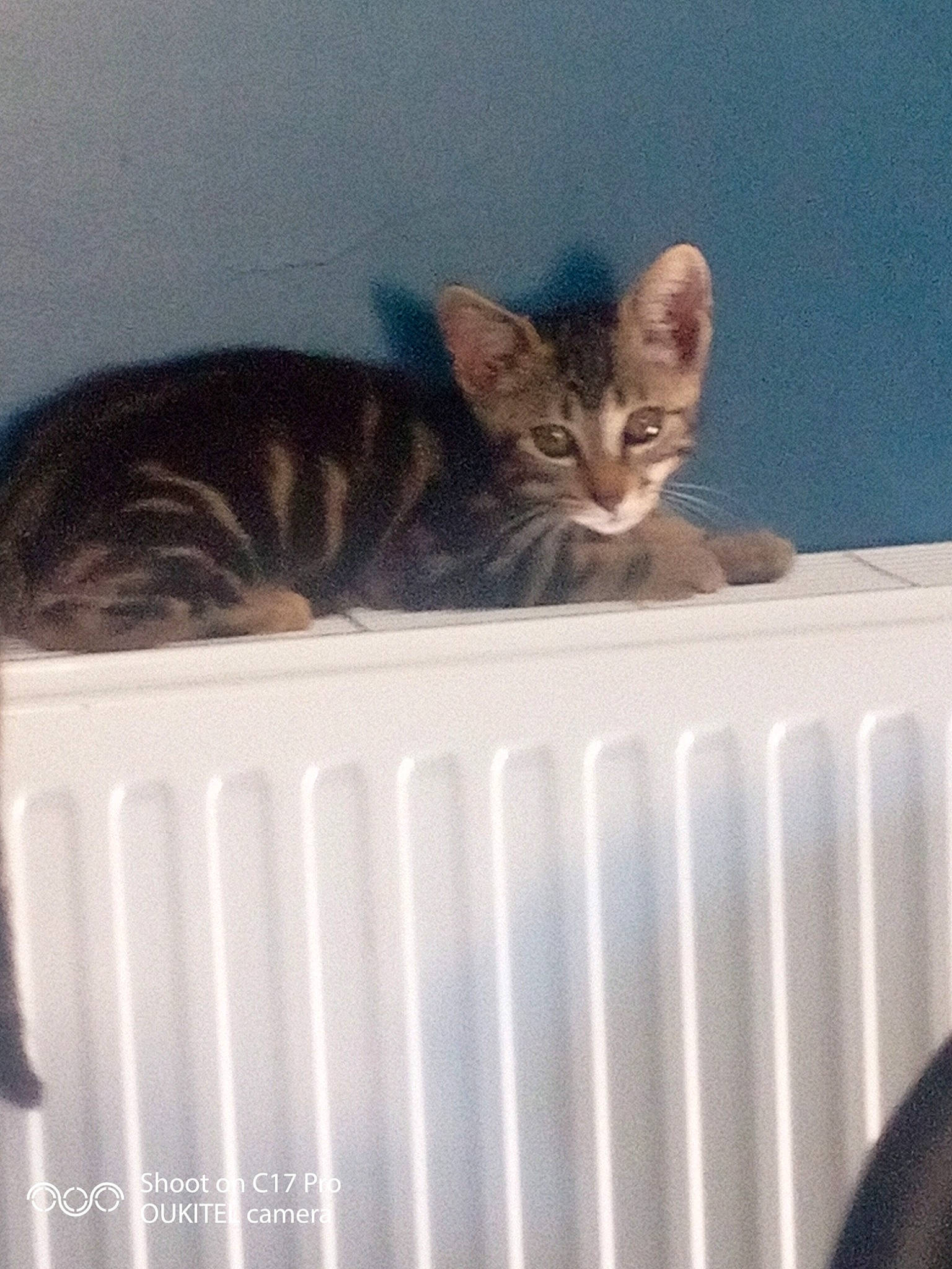 Sparkle a rejoint le concours — aidez-le/la à gagner de superbes lots ! carnivore, cat, cat_supply, domestic_short_haired_cat, felidae, fur, metal, pet_supply, room, small_to_medium_sized_cats, tail, terrestrial_animal, whiskers