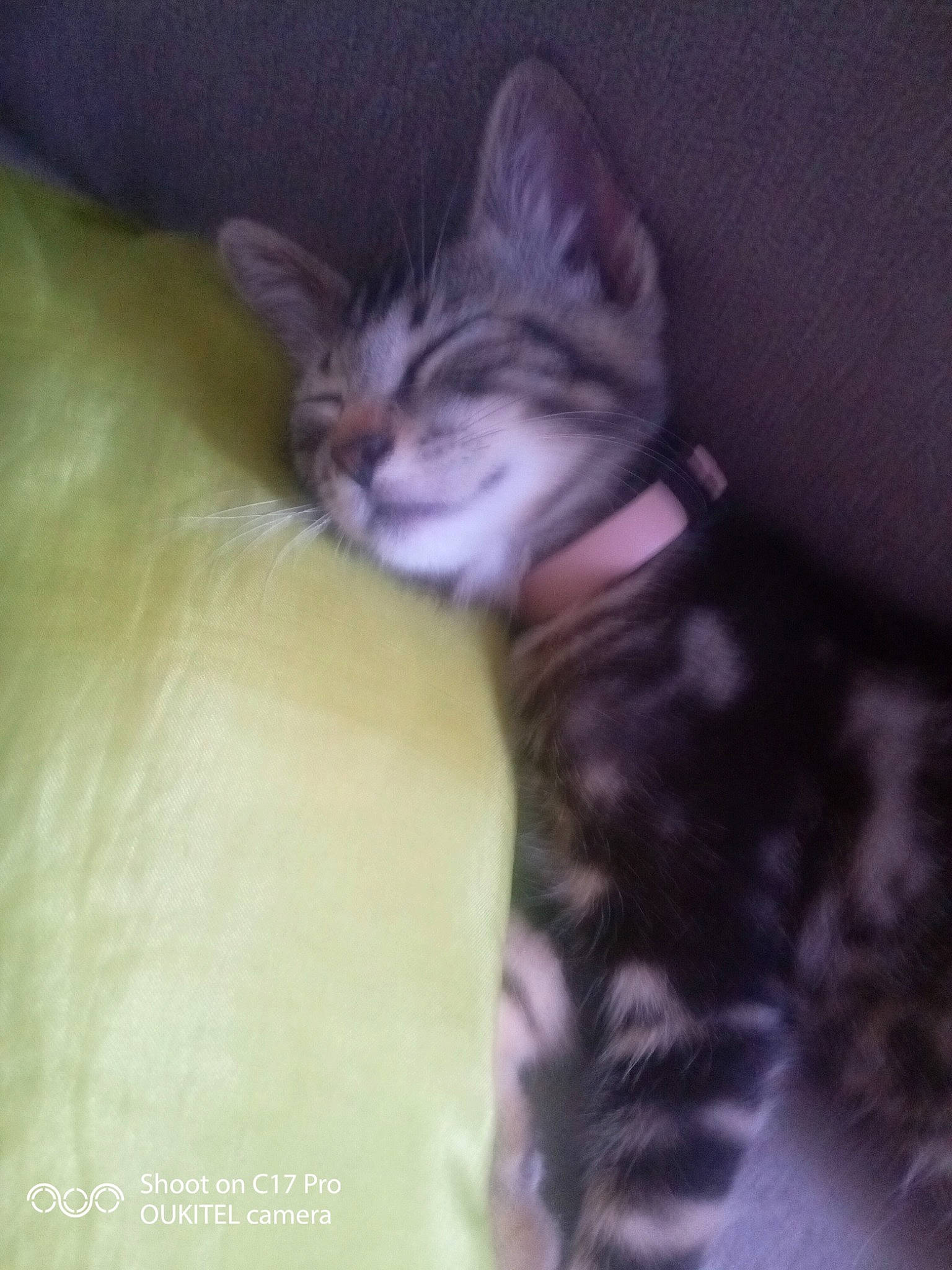 Sparkle a rejoint le concours — aidez-le/la à gagner de superbes lots ! carnivore, cat, claw, comfort, domestic_short_haired_cat, ear, eye, fawn, felidae, fur, head, human_body, iris, leg, paw, sky, small_to_medium_sized_cats, snout, tail, whiskers