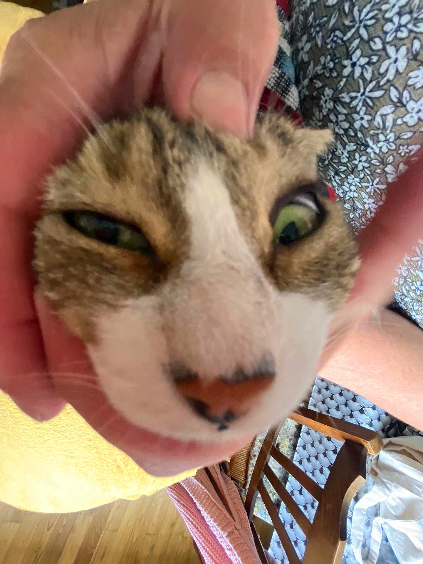 Patrick a rejoint le concours — aidez-le/la à gagner de superbes lots ! cat, close_up, face, hand, indoor, furniture, wooden_chair, patterned_fabric, nose, whiskers, pet, animal, squinting_eyes, cozy, person_hand, floor, towel, texture, domestic, funny_expression