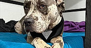 Dodger joined the competition — help win amazing prizes! animal, bed, blanket, blue, calm, close_up, collar, cute, dog, fur, furniture, indoor, looking_away, paws, pet, portrait, purple, resting, spotted, tuxedo