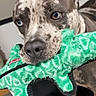 Dodger is registered to the contest to win money with this photo: animal, blue_eyes, brown_eyes, canine, chew_toy, close_up, cute, dog, domestic_animal, furry, indoor, looking, muzzle, pet, playful, plush_toy, portrait, snout, speckled_fur, toy
