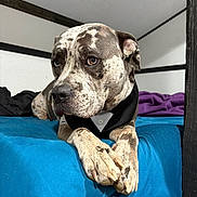 Dodger joined the competition — help win amazing prizes! animal, bed, blanket, blue_bedspread, brown_spotted, canine, cozy, dog, ears, furniture, indoor, looking_away, paw, pet, portrait, relaxed, resting, snout, tuxedo_collar, white_wall