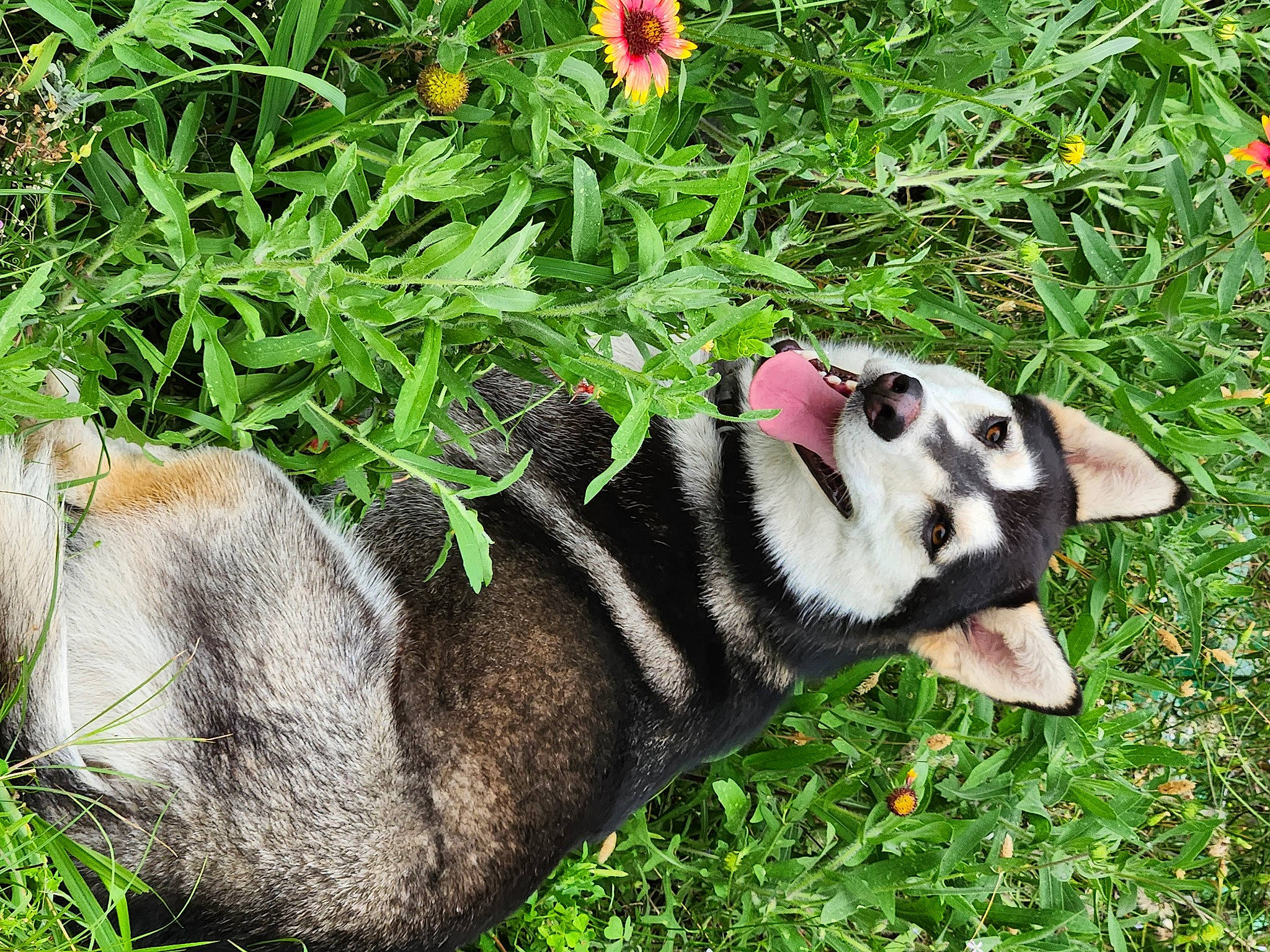 Skadi joined the competition — help win amazing prizes! canidae, carnivore, companion_dog, dog, dog_breed, dog_supply, fawn, flower, grass, grass_family, groundcover, lemur, petal, plant, shrub, snout, sporting_group, terrestrial_animal, terrestrial_plant, working_animal