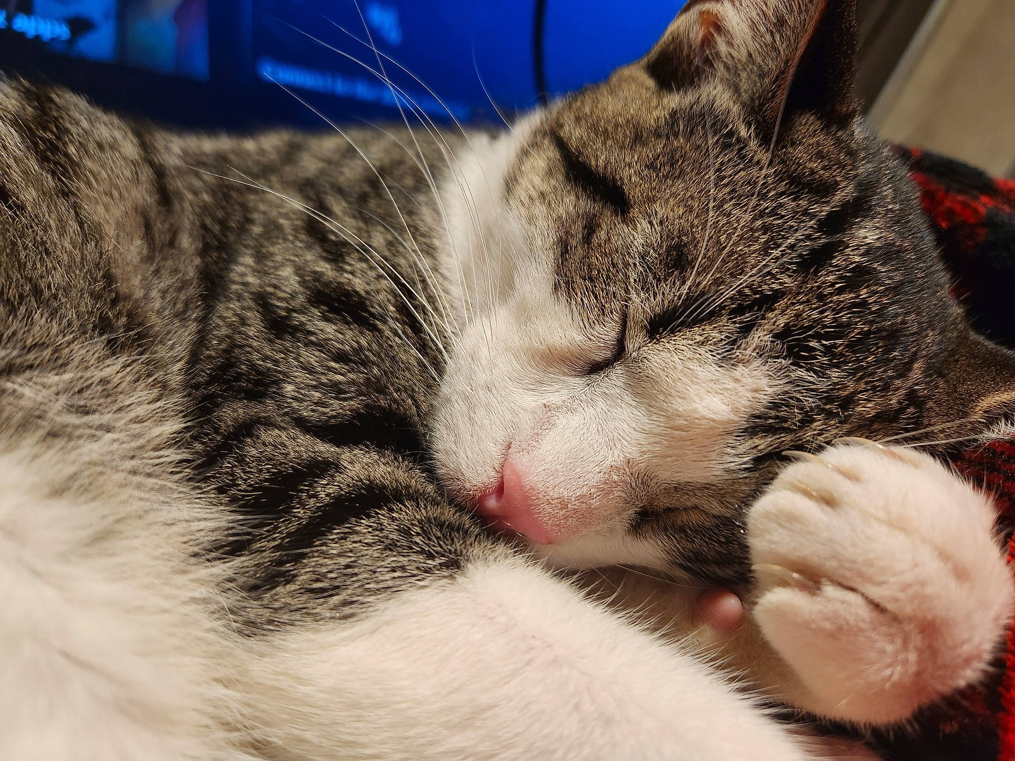 Purrcy is registered to the contest to win money with this photo: carnivore, cat, cat_supply, claw, comfort, domestic_short_haired_cat, felidae, fur, nap, paw, sleep, small_to_medium_sized_cats, snout, whiskers