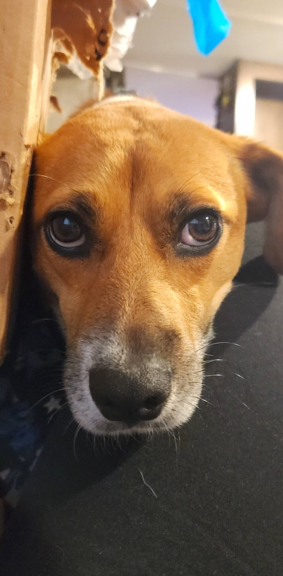 Faith is registered to the contest to win money with this photo: ancient_dog_breeds, canidae, carnivore, collar, companion_dog, dog, dog_breed, door, ear, fawn, fur, snout, sporting_group, terrestrial_animal, whiskers, working_animal