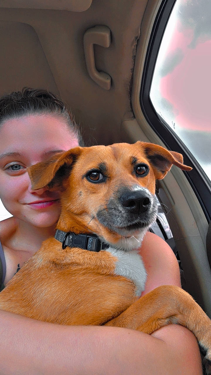 Faith is registered to the contest to win money with this photo: beauty, car, carnivore, comfort, companion_dog, dog, dog_breed, door, eyelash, eyewear, fawn, fur, happy, smile, snout, sunglasses, vehicle, vehicle_door, whiskers, window