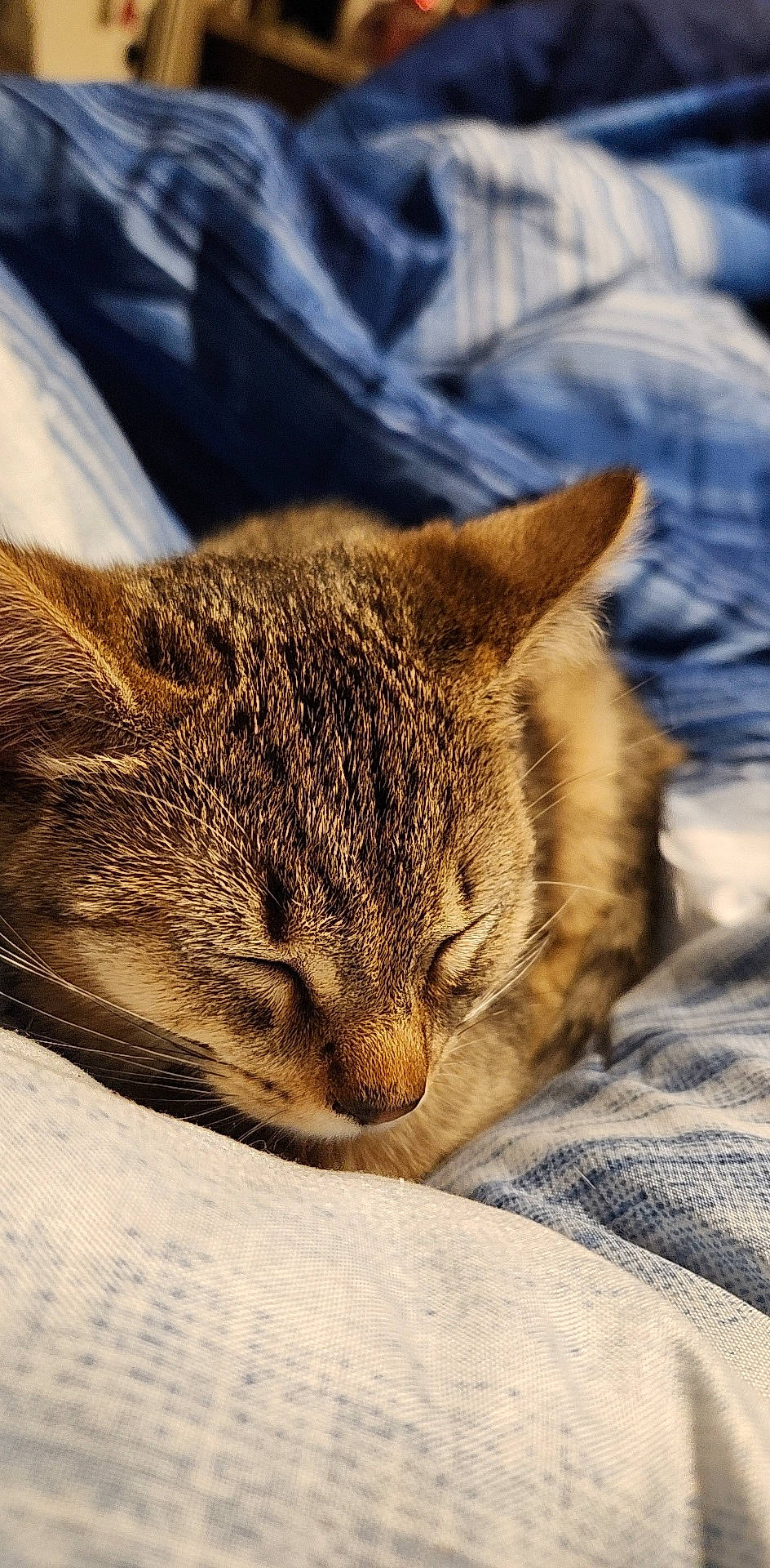 Ekho is registered to the contest to win money with this photo: bedding, carnivore, cat, claw, comfort, domestic_short_haired_cat, fawn, felidae, fur, linens, nap, paw, sleep, small_to_medium_sized_cats, snout, tail, terrestrial_animal, whiskers, wildlife, wood