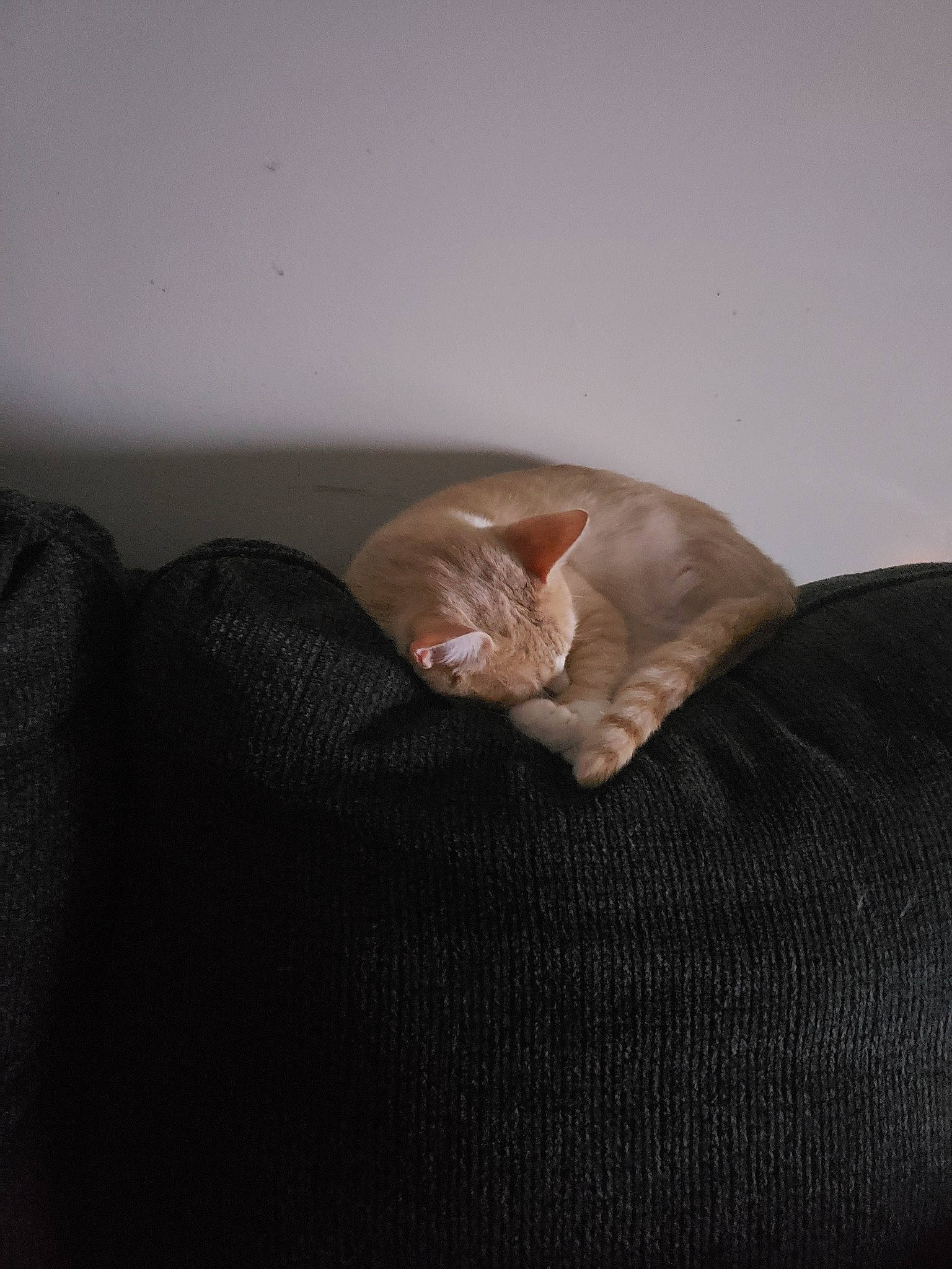 Danny is registered to the contest to win money with this photo: beige, brown, cat, fawn, felidae, fur, small_to_medium_sized_cats