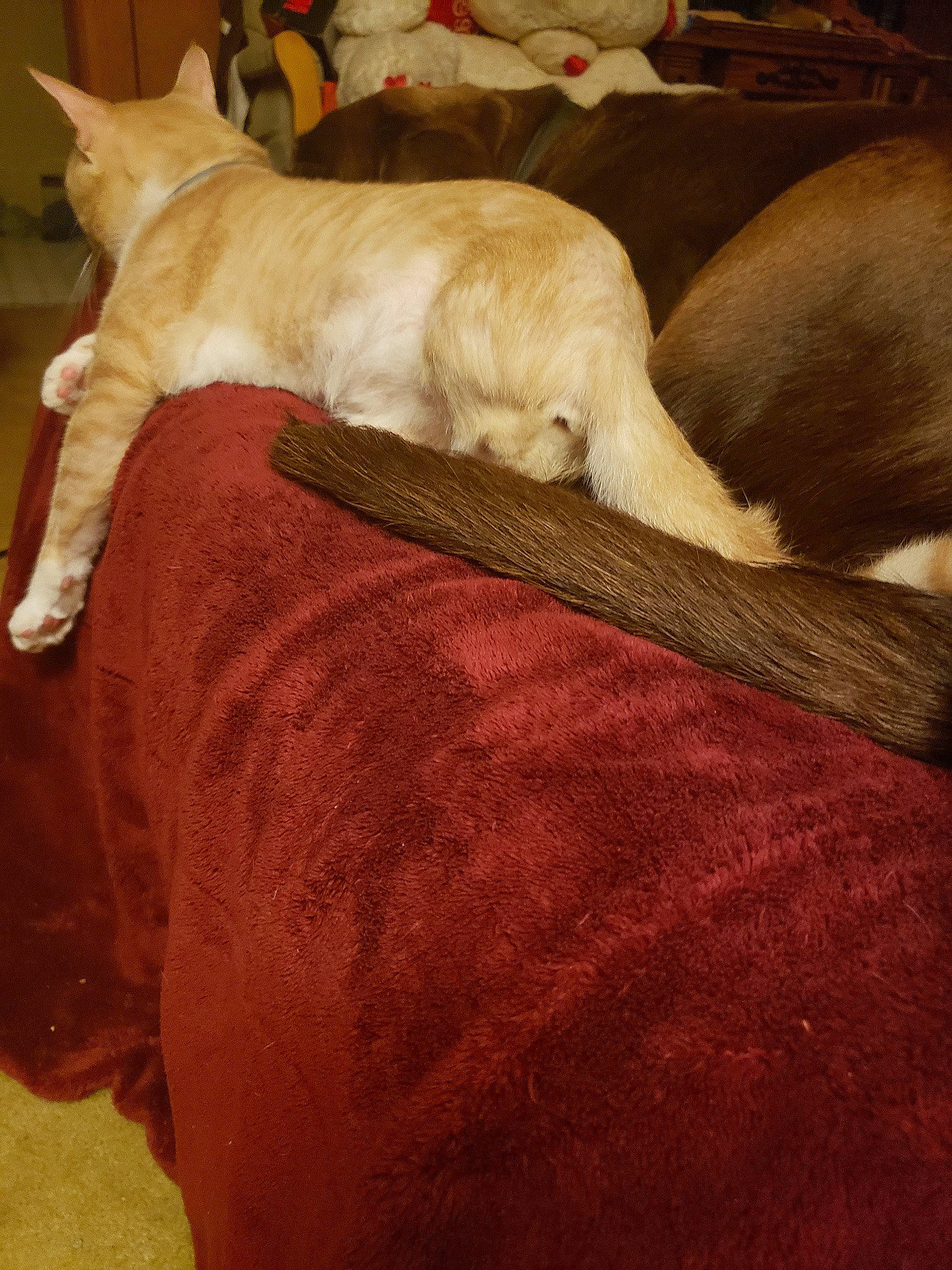 Danny joined the competition — help win amazing prizes! canidae, carnivore, cat, dog, dog_breed, fawn, nap, retriever, sporting_group, tail, wood