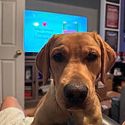 Ginger is registered to the contest to win money with this photo: blurred_background, brown_fur, canine, casual_clothing, close_up, dog, ears, eyes, furniture, home, indoor, labrador, living_room, looking_at_camera, nose, person, pet, portrait, puppy, television