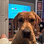 blurred_background, brown_fur, canine, casual_clothing, close_up, dog, ears, eyes, furniture, home, indoor, labrador, living_room, looking_at_camera, nose, person, pet, portrait, puppy, television