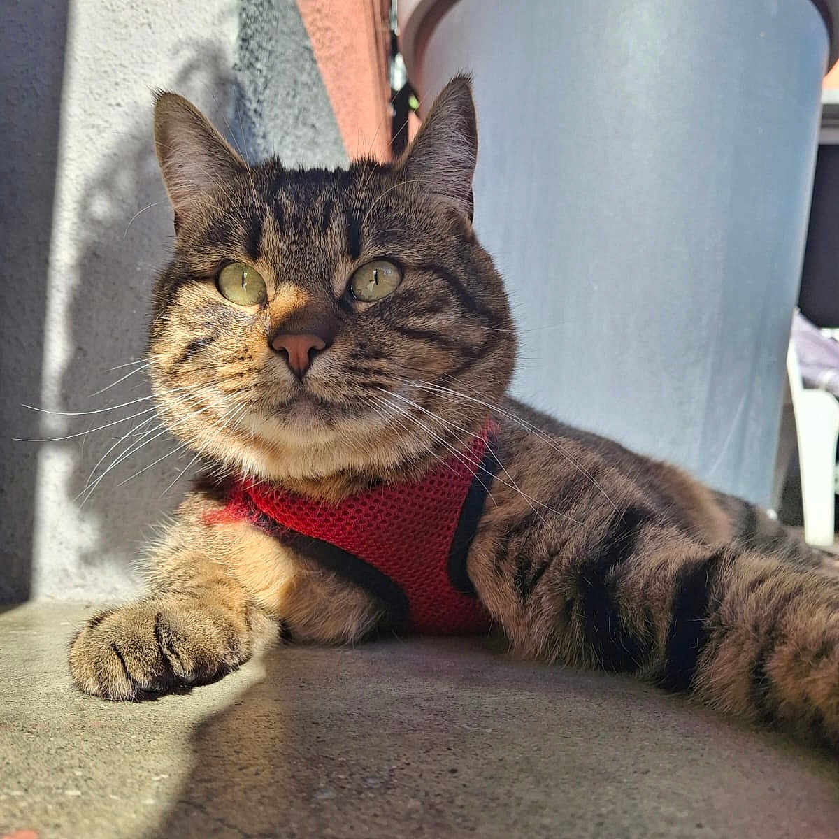Doudou a rejoint le concours — aidez-le/la à gagner de superbes lots ! accessories, animal, architecture, building, cat, city, face, head, kitten, manx, person, pet, photography, plant, portrait, pottedplant, road, sleeping, street, urban
