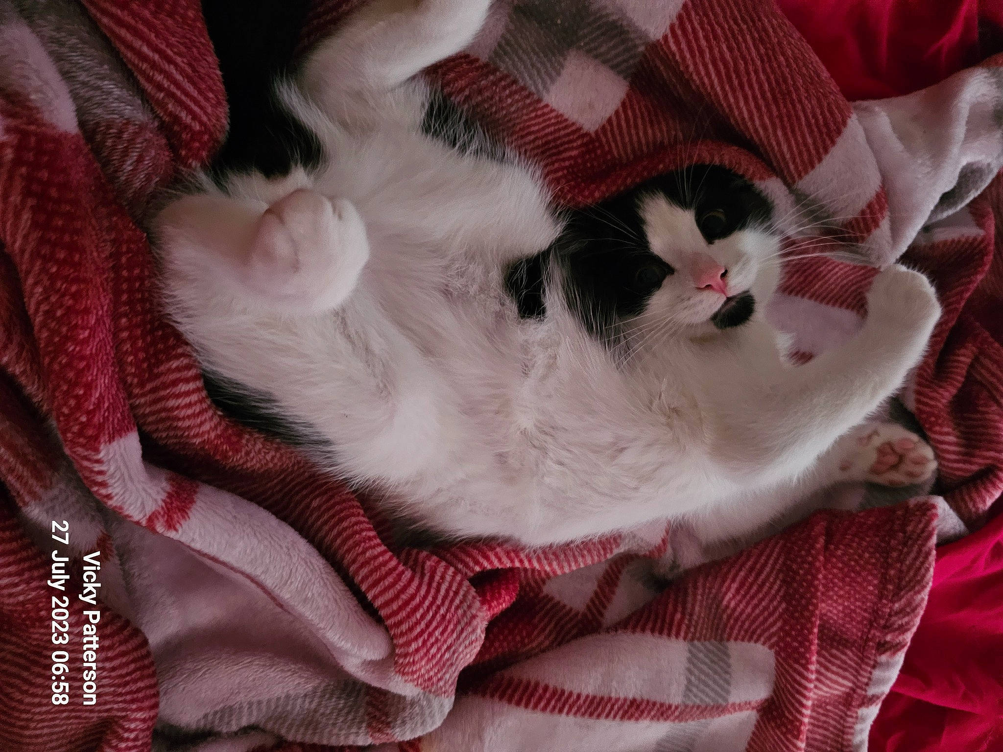 Dipstick joined the competition — help win amazing prizes! canidae, carmine, carnivore, cat, comfort, companion_dog, dog_breed, domestic_short_haired_cat, fawn, felidae, fur, lap, leg, paw, pink, small_to_medium_sized_cats, snout, sporting_group, tail, whiskers