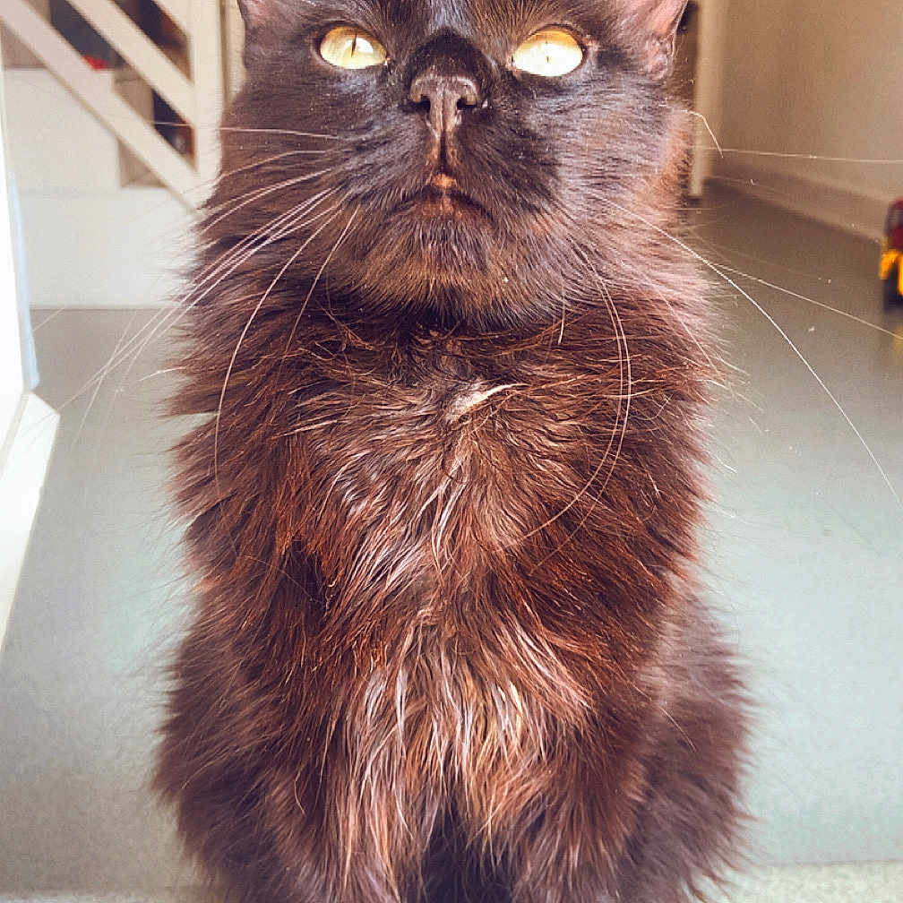 Onyx