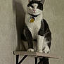 animal, black_and_white, calm, cat, collar, curious, domestic, ears, feline, fur, indoor, neutral_background, perched, pet, shadow, sitting, tag, tail, wall_shelf, whiskers