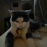 Tipsy is registered to the contest to win money with this photo: cat, gray_and_white, indoor, table, collar, tags, paws, lounging, relaxed, furniture, fan, notebook, dim_lighting, wall, television, cord, background, domestic_animal, pet, close_up