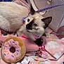 Aria joined the competition — help win amazing prizes! animal, basket, blanket, blue_eyes, cat, collar, cozy, cute, donut_toy, feline, fur, indoor, kitten, pet, plush_toy, rainbow_pattern, resting, siamese, soft_texture, young_cat
