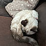 Aria joined the competition — help win amazing prizes! animal, brown, cat, comfort, couch, cozy, curled_up, ears, feline, fur, home, indoor, nap, pet, pillows, relaxed, resting, sleeping, tail, white