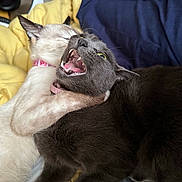 Aria joined the competition — help win amazing prizes! animal, bed, blue_bedding, cat, cats, closeup, collar, cute, feline, funny, fur, indoor, interaction, mouth_open, paw, pets, playing, teeth, wrestling, yellow_bedding