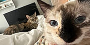 Aria is registered to the contest to win money with this photo: animal, background, bed, blue_eyes, cat, close_up, collar, curious, domestic_cat, feline, fur, indoor, pet, portrait, relaxed, resting, soft_light, tabby_cat, two_cats, whiskers