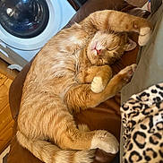 Baby joined the competition — help win amazing prizes! cat, orange_tabby, sleeping, curled_up, paws, leather_couch, indoor, cozy, pet, feline, home, appliance, washing_machine, relaxation, fur, whiskers, pink_nose, domestic_animal, resting, comfortable