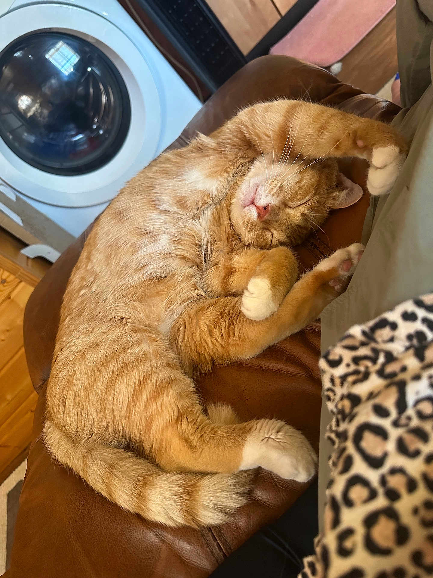 Baby joined the competition — help win amazing prizes! cat, orange_tabby, sleeping, curled_up, paws, leather_couch, indoor, cozy, pet, feline, home, appliance, washing_machine, relaxation, fur, whiskers, pink_nose, domestic_animal, resting, comfortable