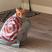 Princess joined the competition — help win amazing prizes! cat, orange_tabby, shopping_bag, plastic_bag, floor, wooden_floor, rug, door, indoor, curious, pet, animal, whiskers, ears, face, home, cute, domestic_cat, feline, sitting