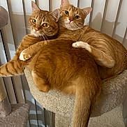 Baby And Princess is registered to the contest to win money with this photo: animal, cat, cat_tree, companionship, cozy, cuddling, cute, ears, feline, fur, home, indoor, looking_at_camera, orange_cat, pets, relaxed, tabby, tail, vertical_blinds, whiskers