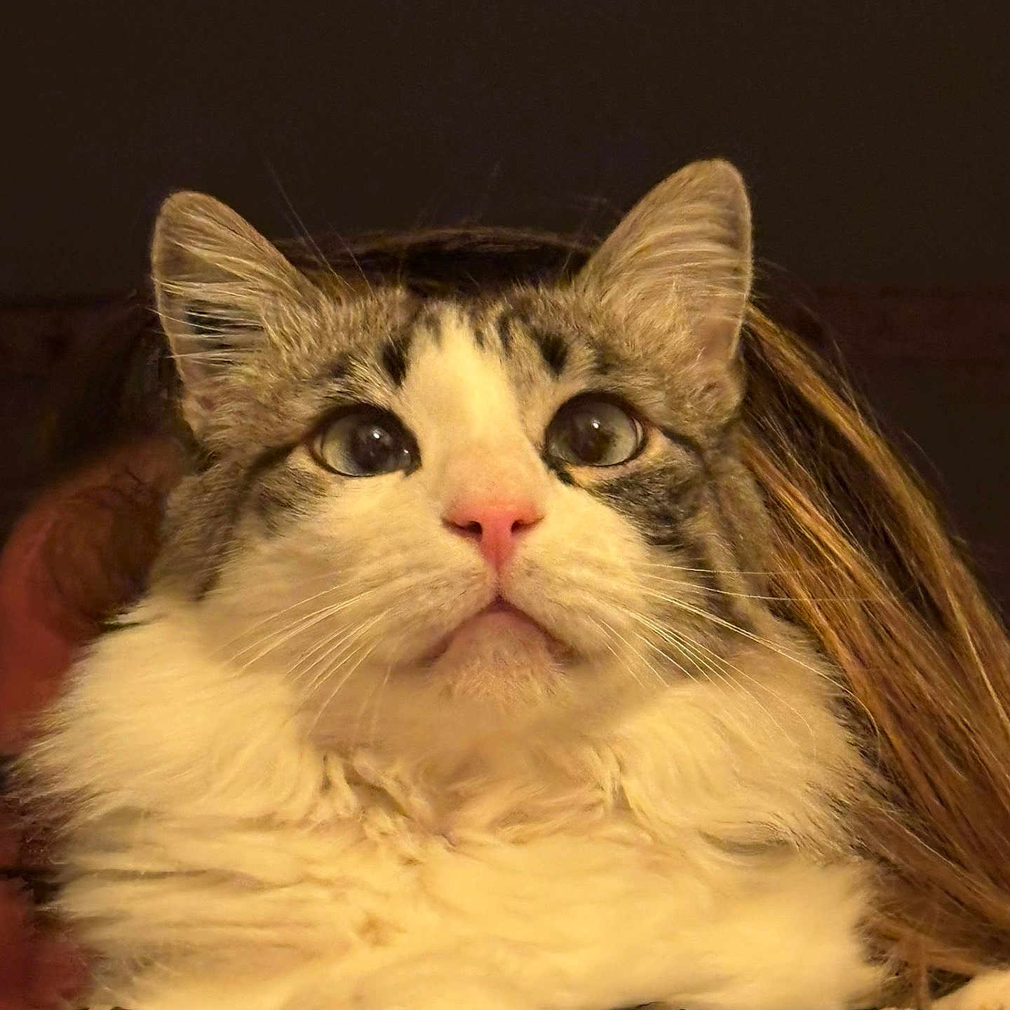 Xialis participe au concours pour gagner de l'argent avec cette photo : abyssinian, angora, animal, bodypart, cat, couch, cushion, face, furniture, head, homedecor, indoors, kitten, manx, mouth, person, pet, photography, portrait, sleeping