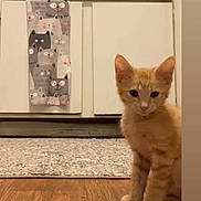 Cooper joined the competition — help win amazing prizes! kitten, orange_tabby, cat, floor, wooden_floor, rug, cabinet, kitchen, towel, cartoon_cats, curious, indoor, pet, animal, young_cat, feline, domestic_cat, cute, small, sitting