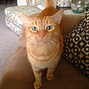 Punkin joined the competition — help win amazing prizes!