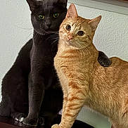 Fynlee And Cooper is registered to the contest to win money with this photo: affection, animals, black_cat, cat, closeup, companions, curious, cute, ears, eyes, feline, friendship, fur, household, indoor, orange_tabby, pets, shelf, sitting, whiskers