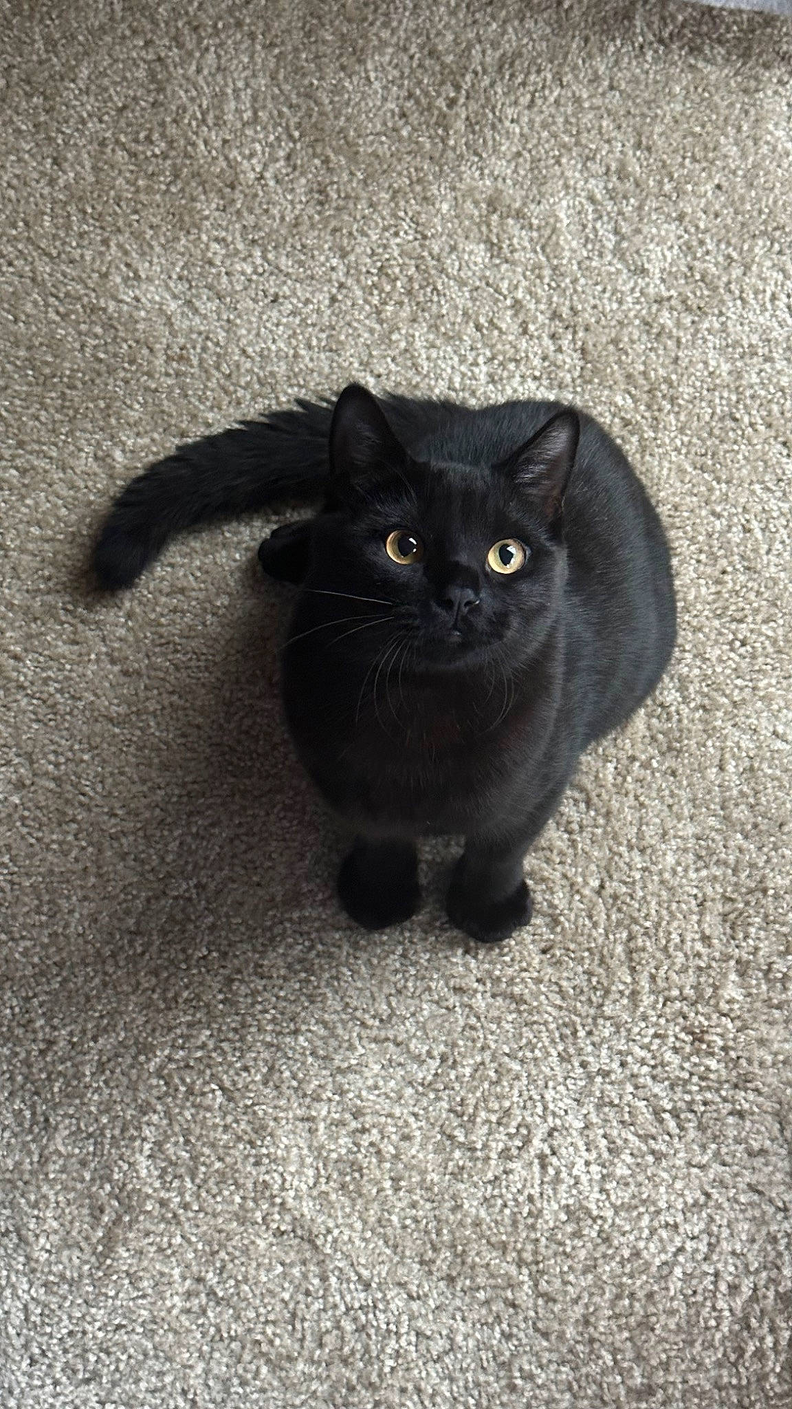 Tommy is registered to the contest to win money with this photo: black_cat, bombay, carnivore, cat, domestic_short_haired_cat, felidae, fur, grey, monochrome_photography, paw, plant, road_surface, shadow, small_to_medium_sized_cats, snout, tail, terrestrial_animal, whiskers