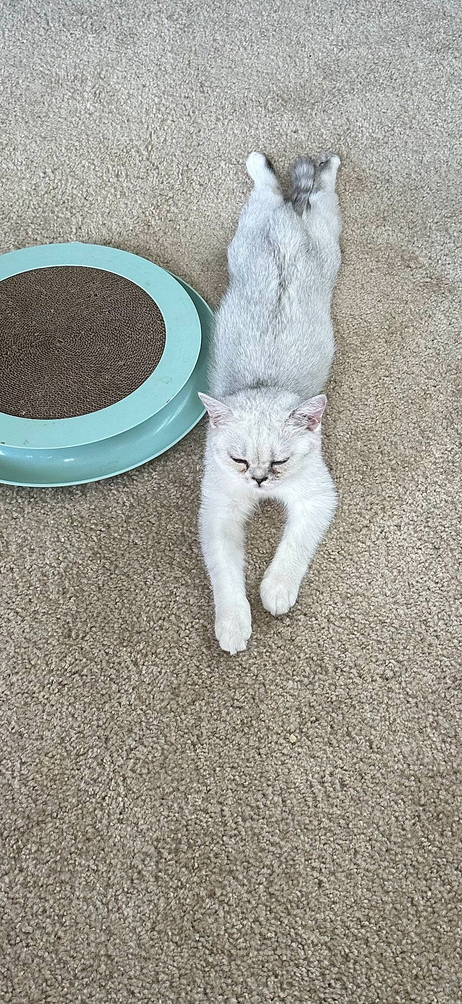 Francois joined the competition — help win amazing prizes! art, asphalt, carnivore, cat, cat_supply, claw, comfort, domestic_short_haired_cat, fawn, felidae, foot, fur, grey, paw, plant, road_surface, small_to_medium_sized_cats, snout, tail, whiskers